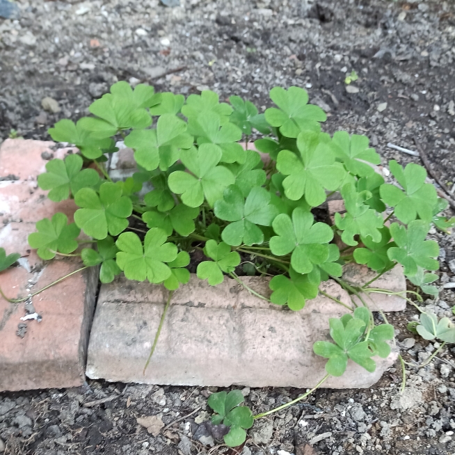 plant image 1457176 plant image 1457176
