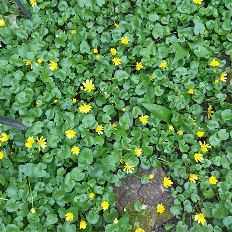 plant image 1457179 plant image 1457179