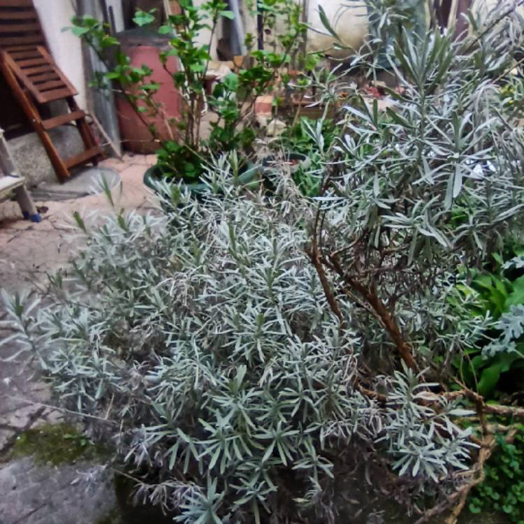 plant image 1457197 plant image 1457197