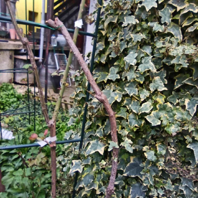plant image 1460947 plant image 1460947