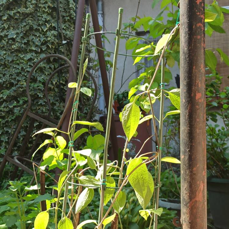 plant image 1467978 plant image 1467978
