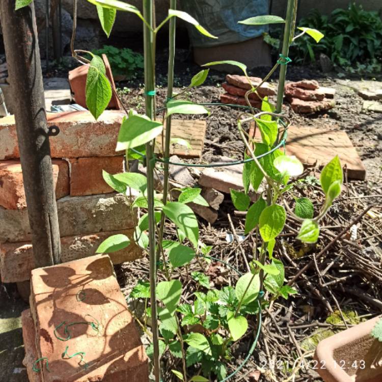plant image 1467979 plant image 1467979