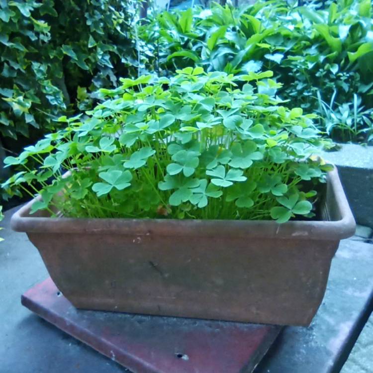 plant image 1470052 plant image 1470052