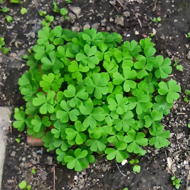plant image 1470054 plant image 1470054