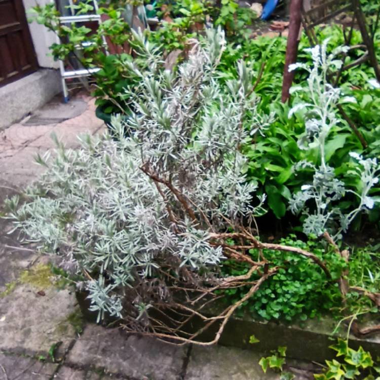 plant image 1470156 plant image 1470156