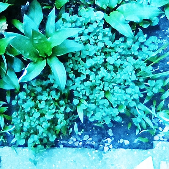 plant image 1470176 plant image 1470176