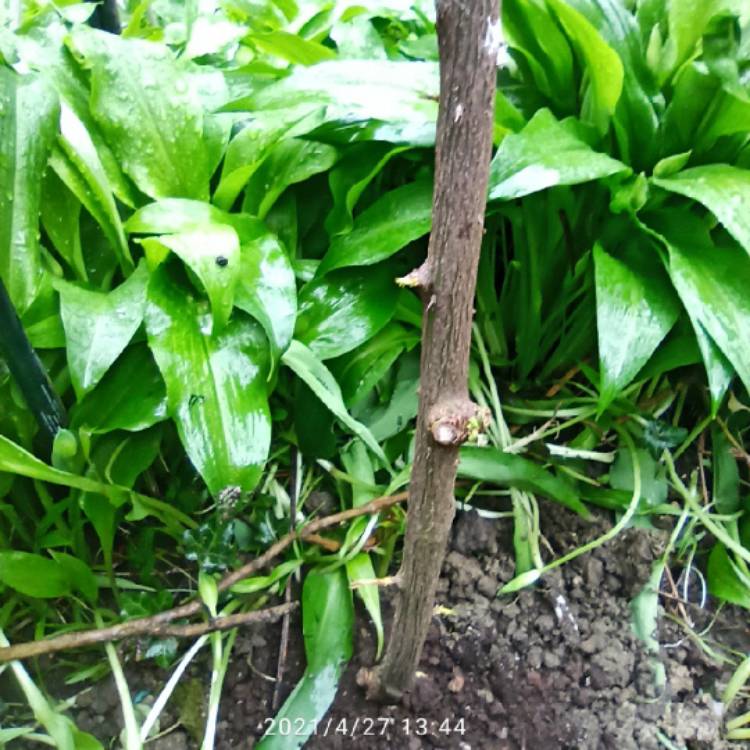 plant image 1470533 plant image 1470533
