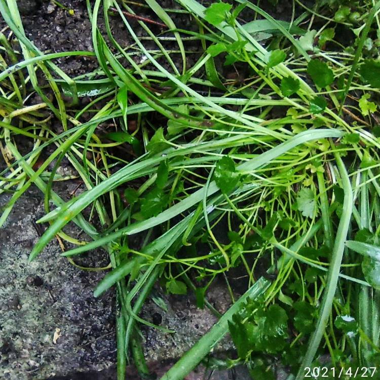 plant image 1470702