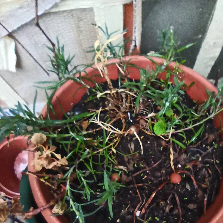 plant image 1470705 plant image 1470705