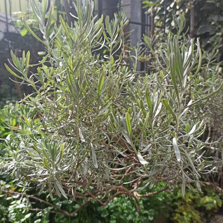 plant image 1473326 plant image 1473326
