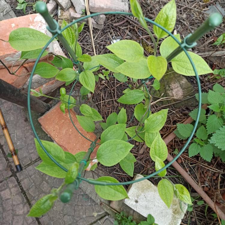 plant image 1473329 plant image 1473329