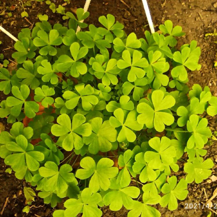 plant image 1473330 plant image 1473330