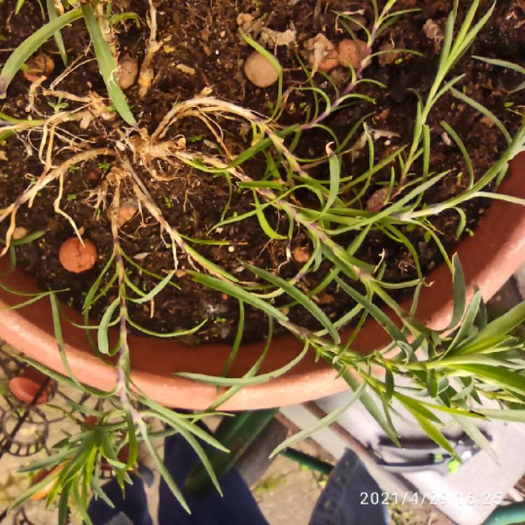 plant image 1473347 plant image 1473347