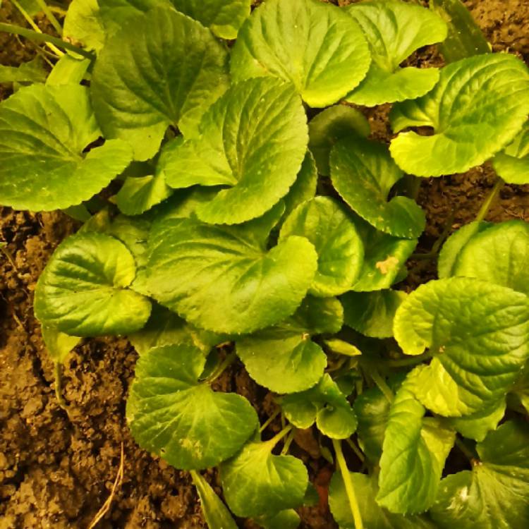 plant image 1473351 plant image 1473351