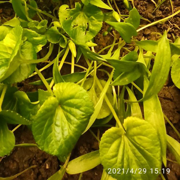 plant image 1473352 plant image 1473352