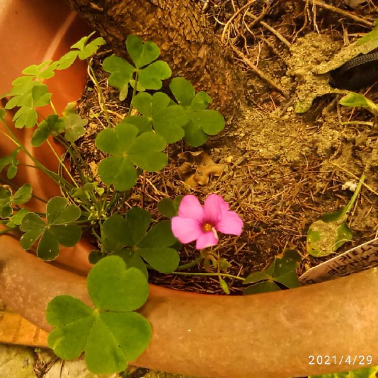plant image 1473353 plant image 1473353