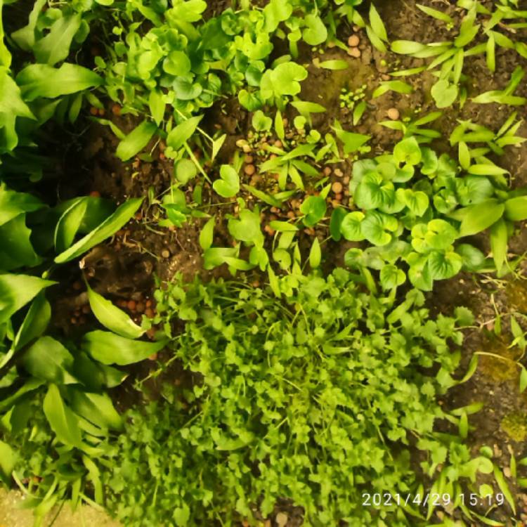 plant image 1473357 plant image 1473357