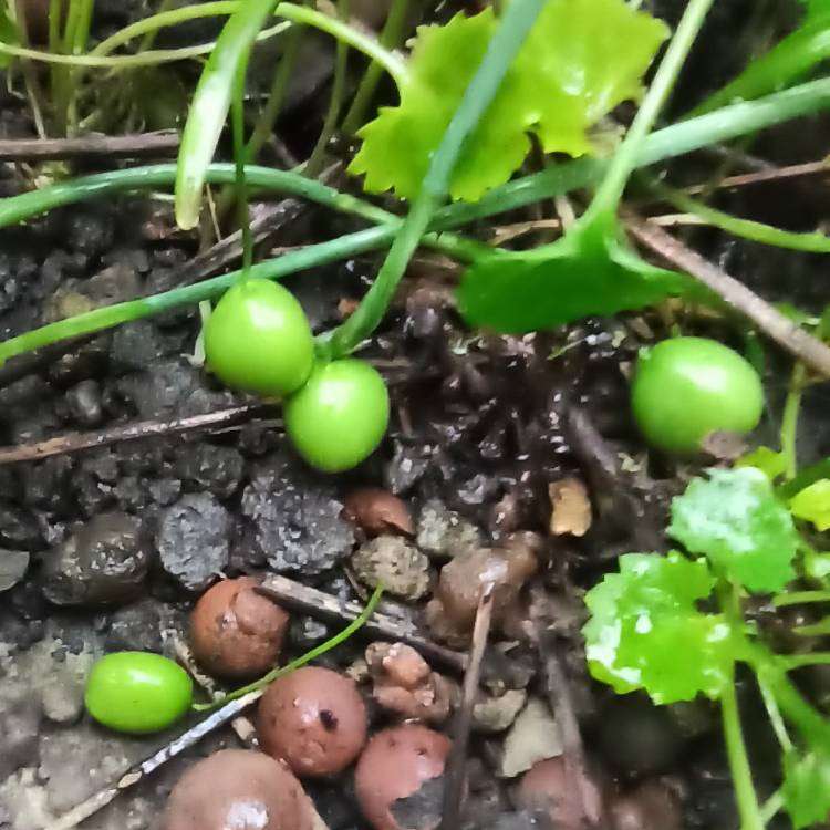 plant image 1473360