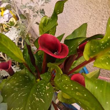 Zantedeschia rehmannii