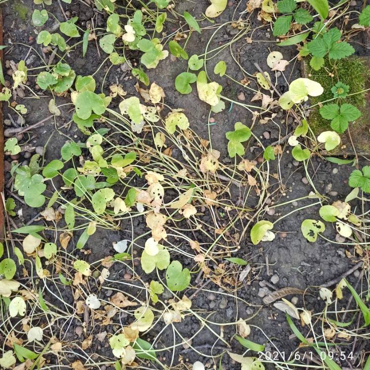 plant image 1488037 plant image 1488037