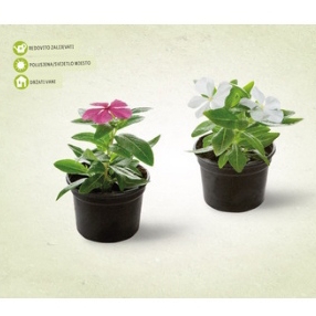 plant image 1492349