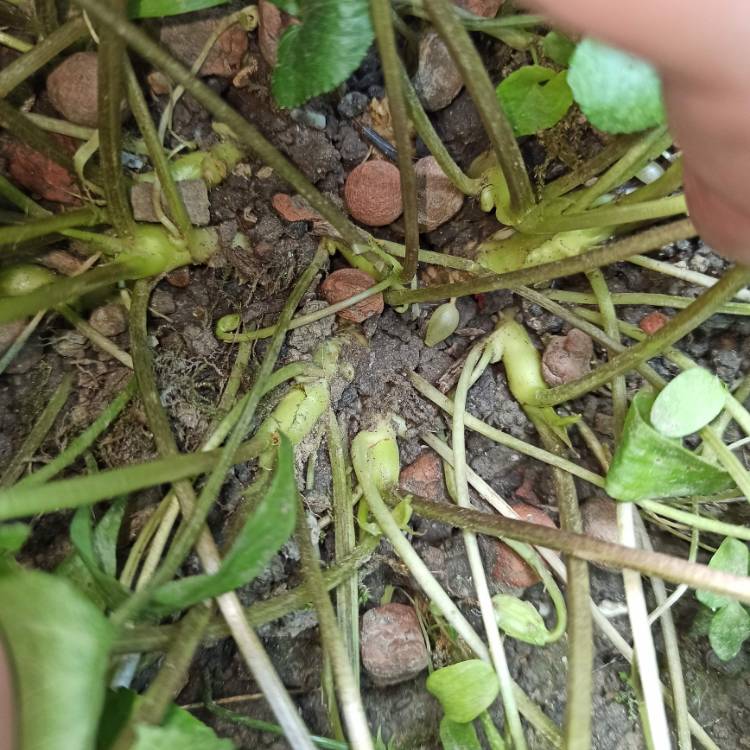 plant image 1492772 plant image 1492772