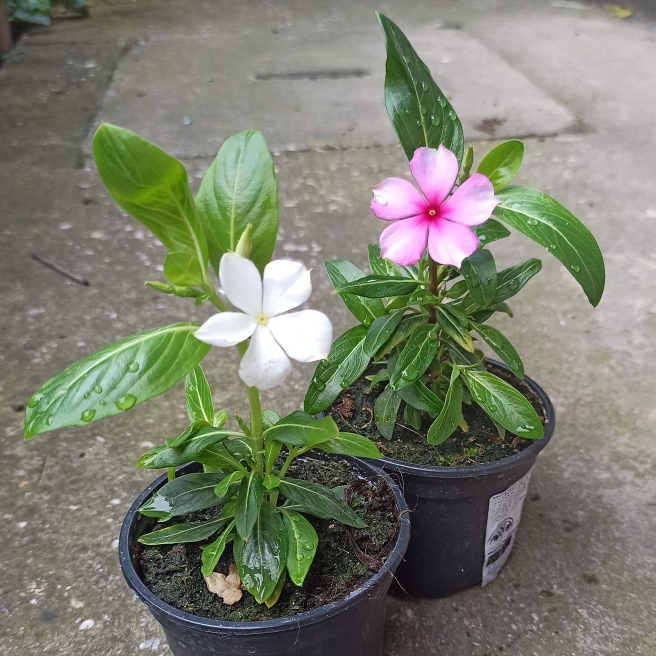 plant image 1493888