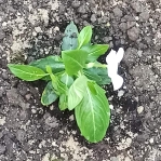 plant image 1493935