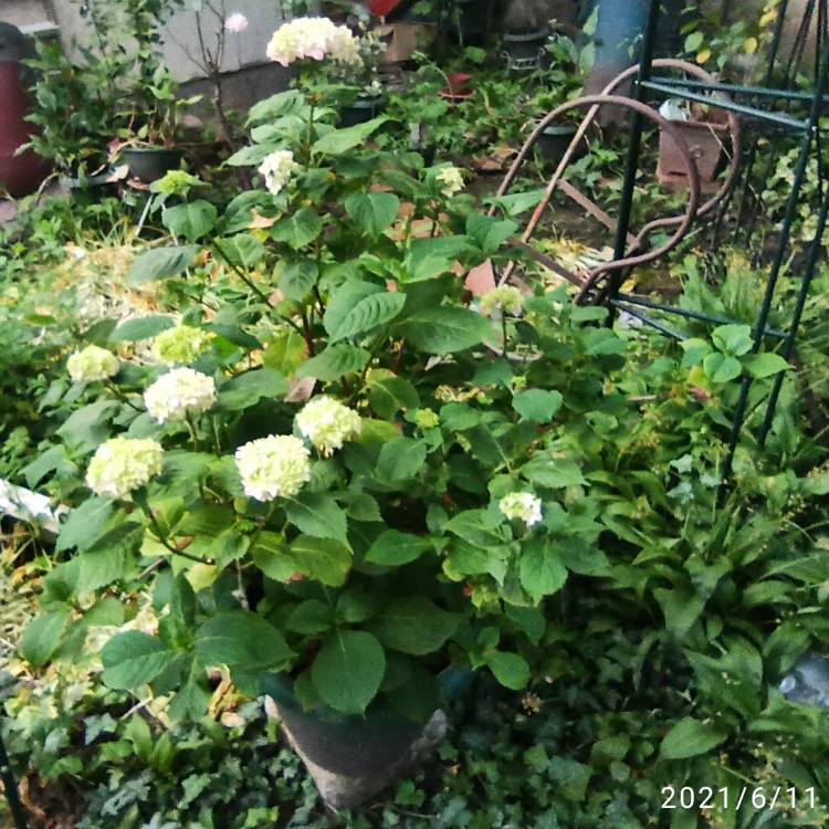 plant image 1493975 plant image 1493975