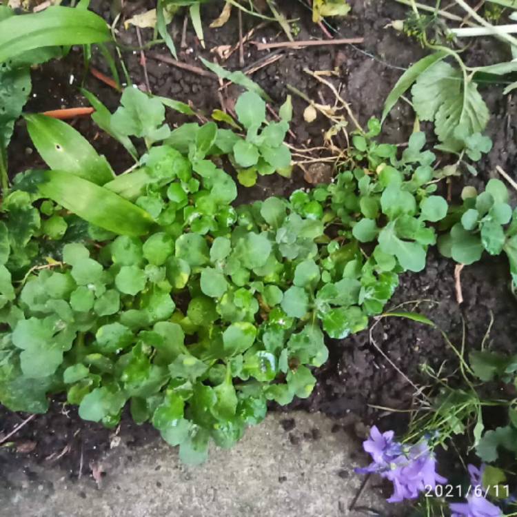 Plant image Arabis caucasica