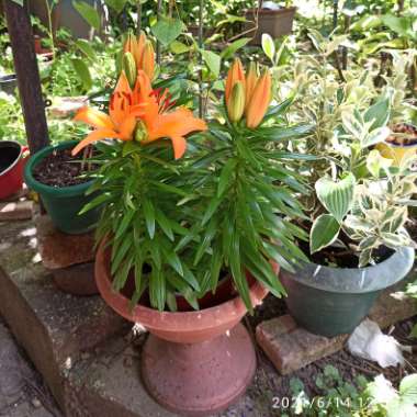 Lilium (Asiatic)