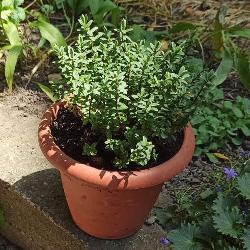plant image 1497520 plant image 1497520