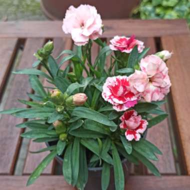 Dianthus alpinus