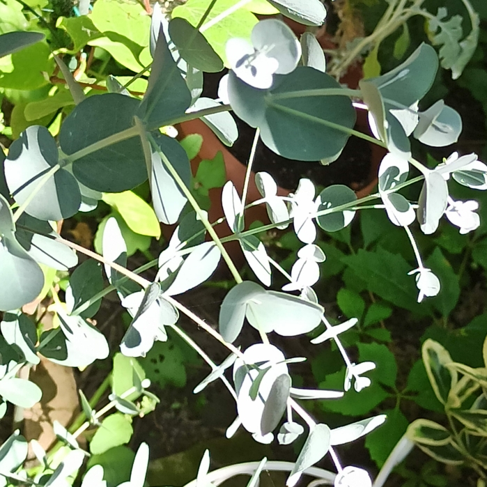 plant image 1502440 plant image 1502440