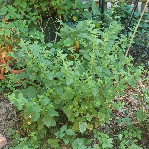 plant image 1502441 plant image 1502441
