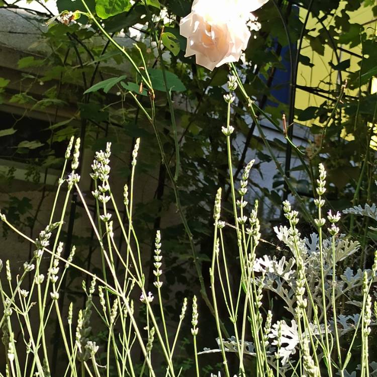 plant image 1502442 plant image 1502442