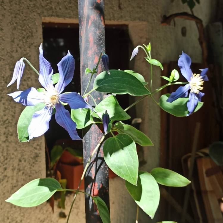 plant image 1502853 plant image 1502853