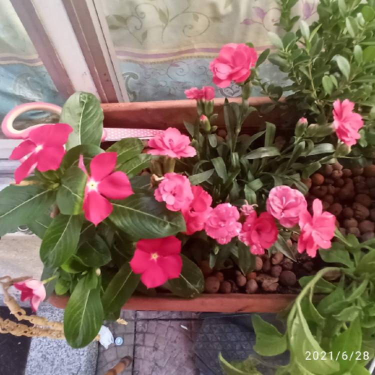 plant image 1502856 plant image 1502856