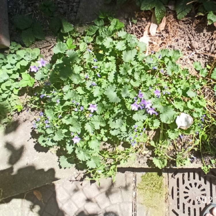 plant image 1502861 plant image 1502861