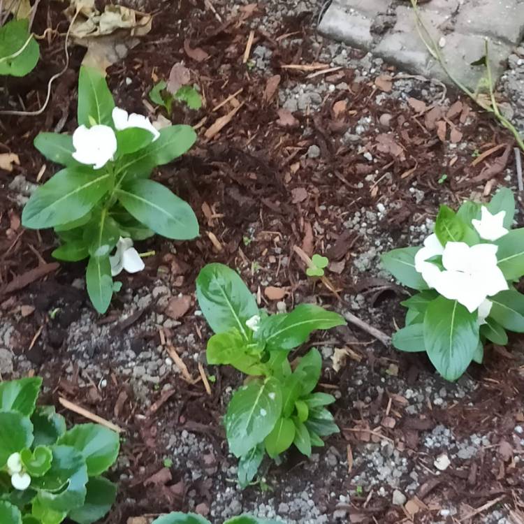 plant image 1502877