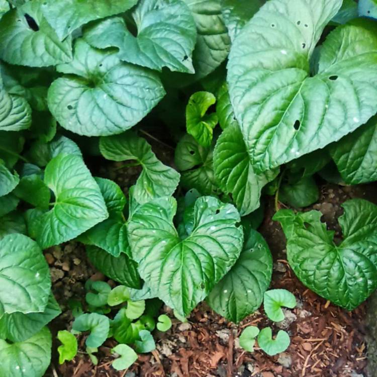 plant image 1513999 plant image 1513999