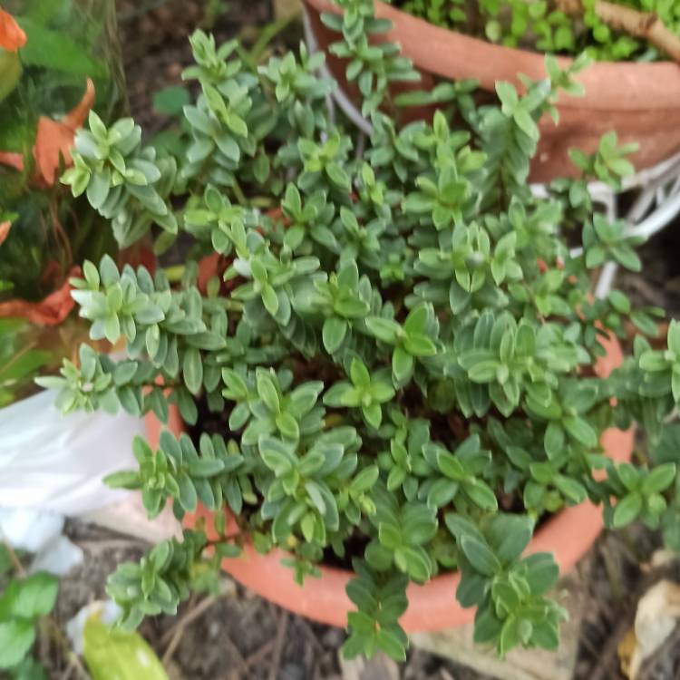 plant image 1515354 plant image 1515354