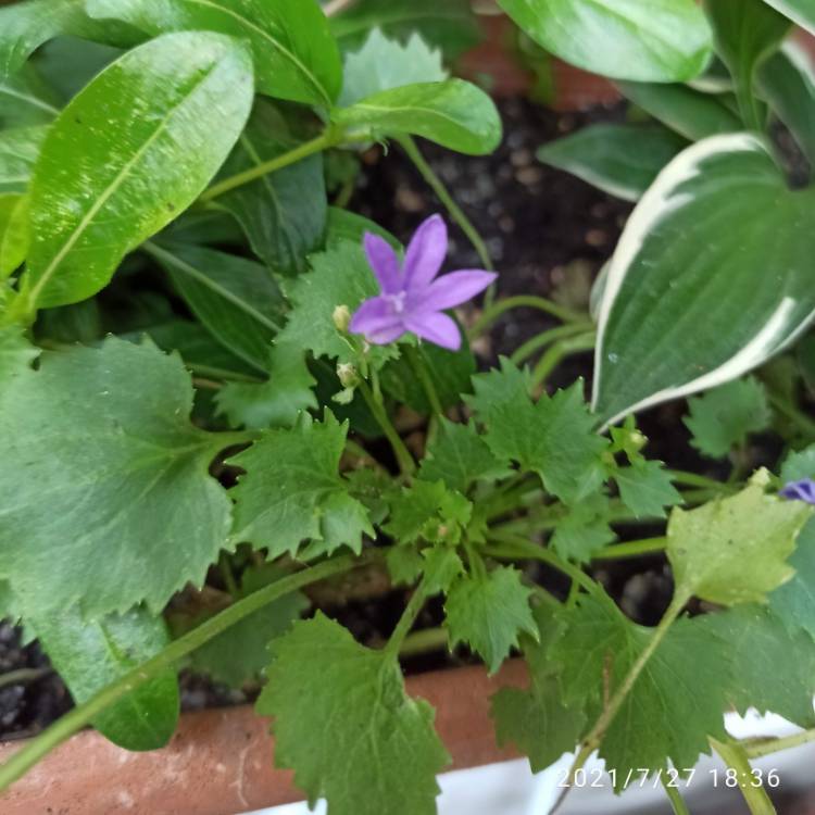 plant image 1515360 plant image 1515360