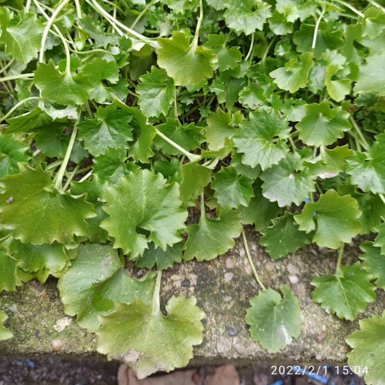 plant image 1558913 plant image 1558913