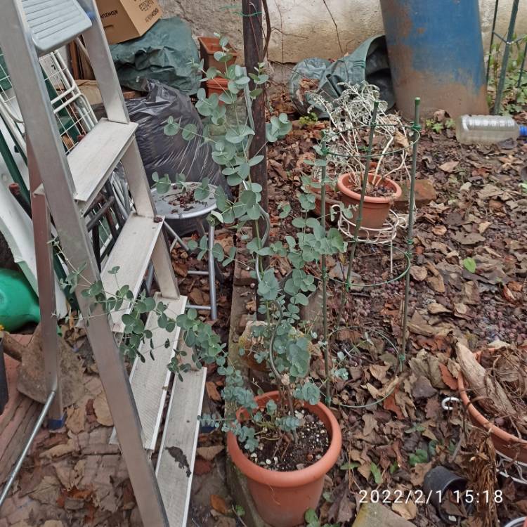 Plant image Eucalyptus gunnii
