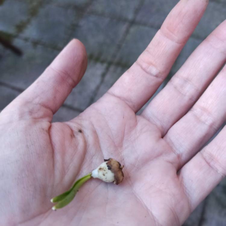 plant image 1560421