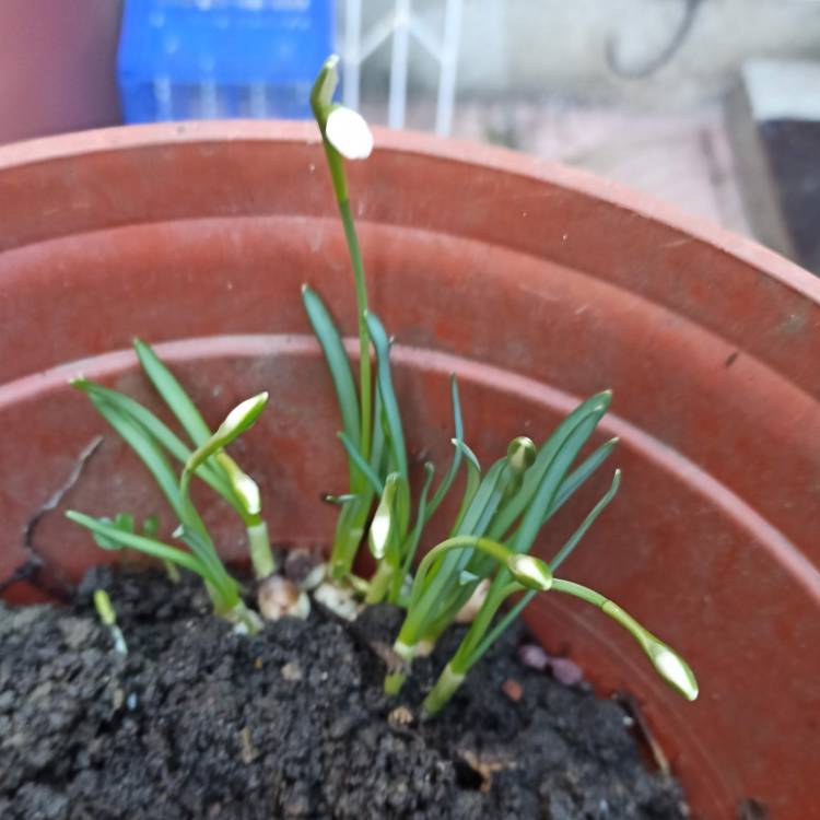 plant image 1560423