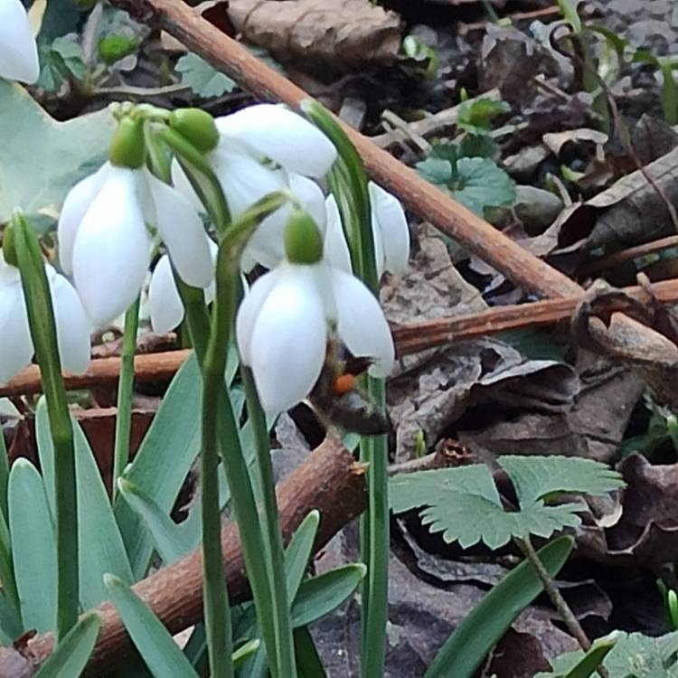 plant image 1560518