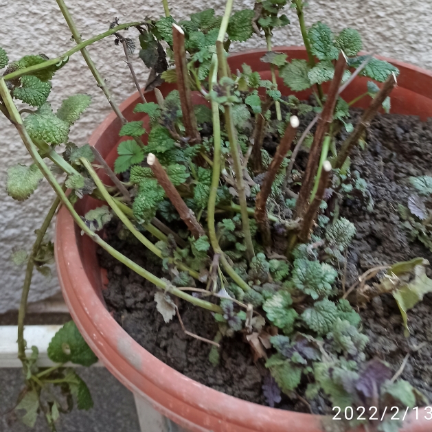 plant image 1561071 plant image 1561071