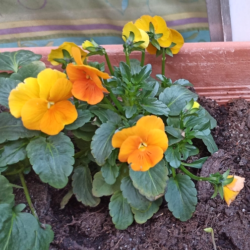 plant image 1561089 plant image 1561089